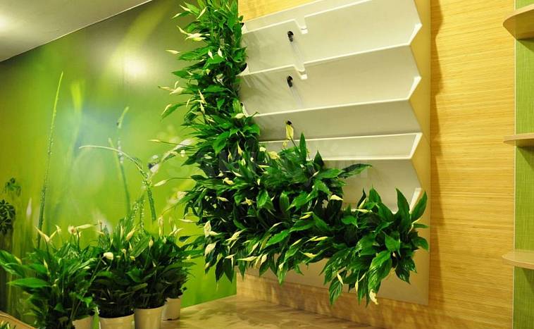 10 идей использования растений для создания зеленой атмосферы в доме