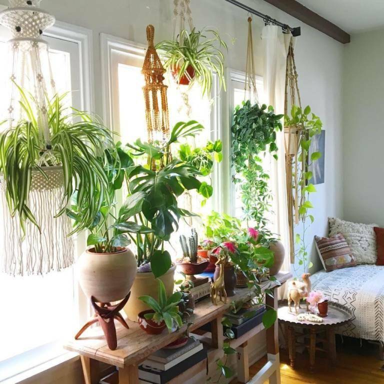 Как использовать разные типы растений для создания уютного интерьера в доме
