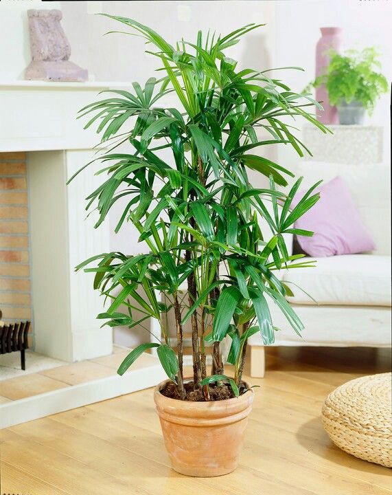 Лучшие растения для украшения дома и очищения воздуха